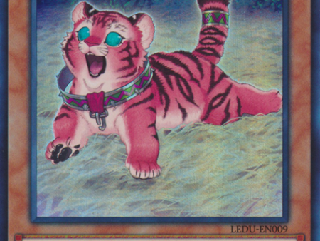 Amazoness Baby Tiger [LEDU-EN009] Ultra Rare Online Sale